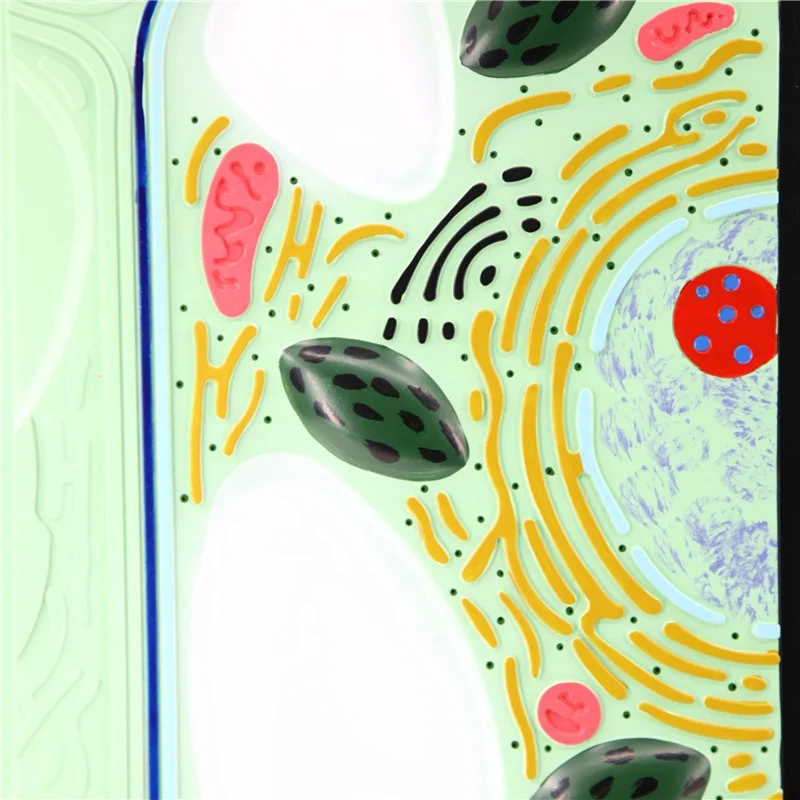 Animal and plant cell model showing the detailed structure for student learning biology model