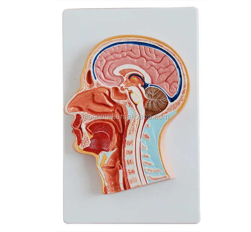 Human Median Section of the Head Hospital school medical teaching mannequin head