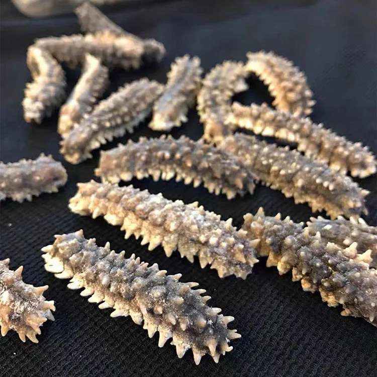 High Quality Wholesale Indonesia Sea Cucumber Dried For Sea Cucumber