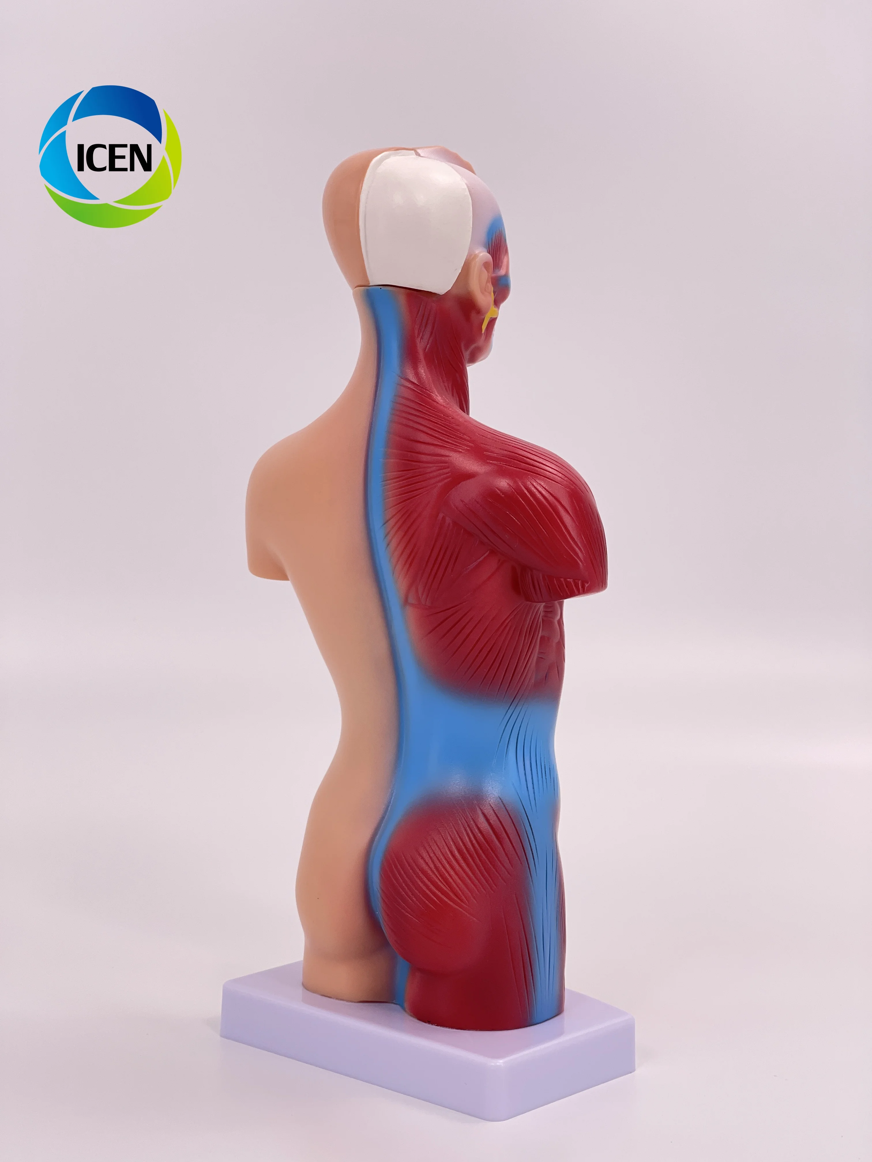 IN-M5 Medical School Nursing Educational Supplier Human Torso Body Anatomy Model With 7 Removable Parts