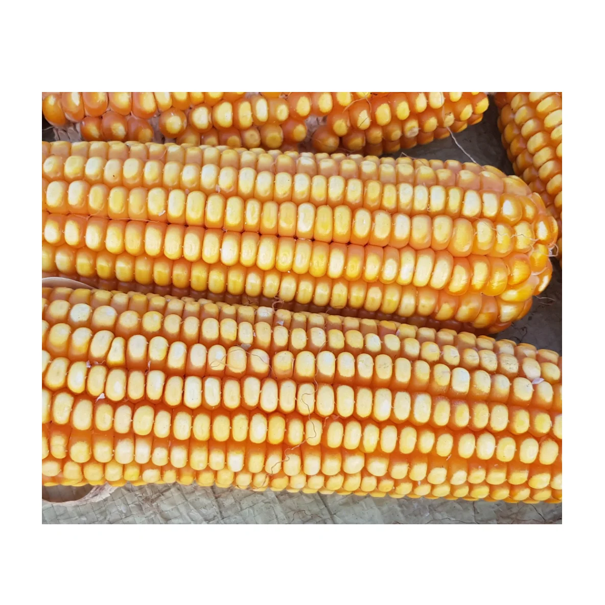 Standard Quality Dried Yellow Corn at 100% Wholesale Sweet Corn High Quality Pass KOSHER Mature Color Container Weight