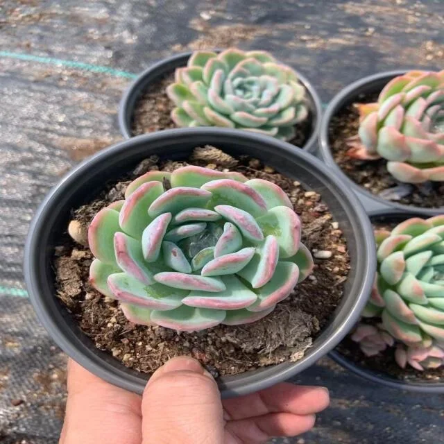 XS006	Echeveria Suryeon 120CM Office Decoration Live Plant  Glass Terrarium Natural Succulents