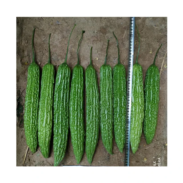
Wholesale Hybrid bitter melon seeds 