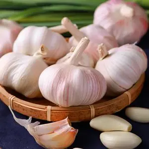 China bulk garlic export, huge concessions
