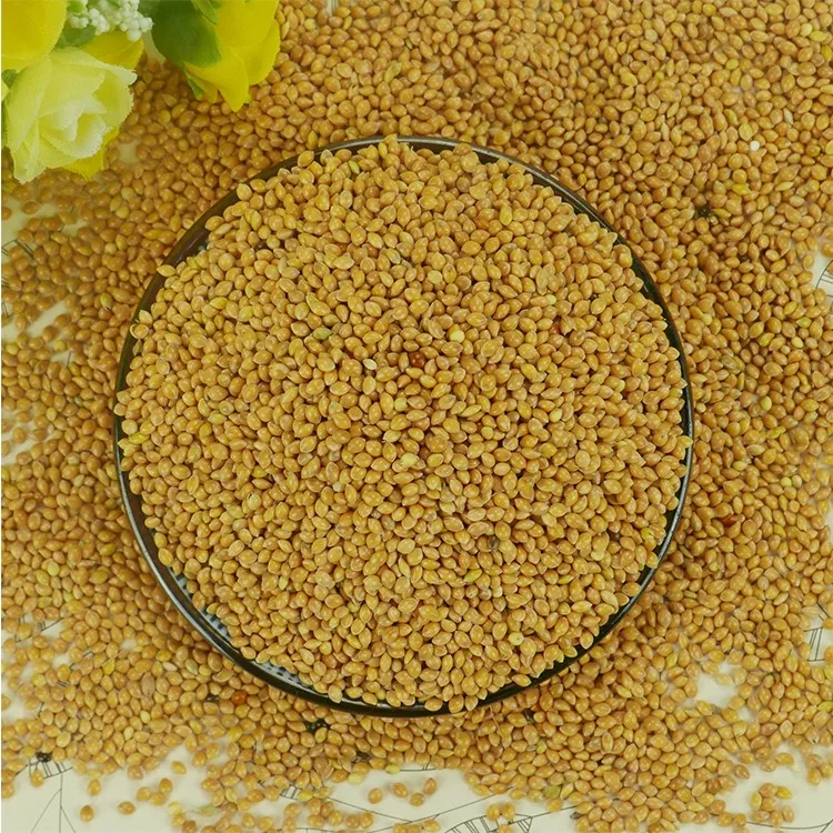 Chinese NON GMO Yellow Broom Corn Millet Bird Feed Yellow Millet