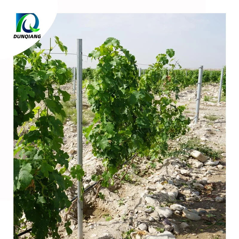 China supply grape support galvanized steel vineyard grape stake metal trellis post