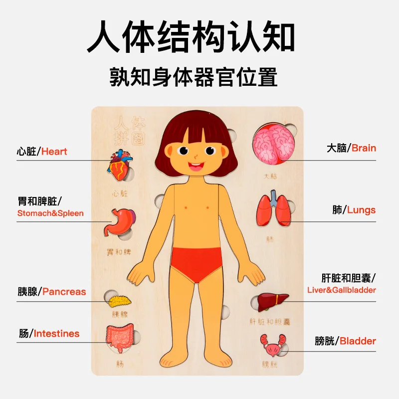 Wooden educational body organ structure puzzle montessori learning science puzzles body organ toys for girls and boys