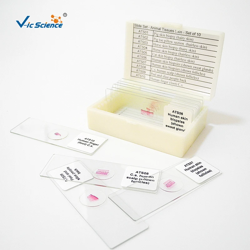 Medical Parasitology Prepared Slides for Students Learning Doctor Research Use High Standard Protozoa Prepared Slides