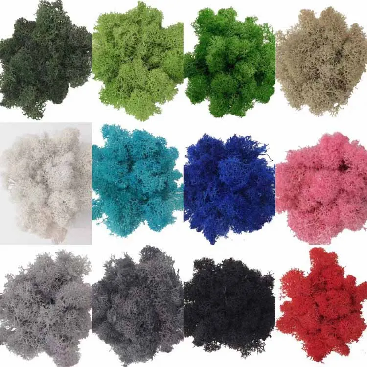 Wholesale Moss Wall Natural Bulk Preserved Moss For Fairy Gardens Terrariums Craft Floral Project Wedding Arts