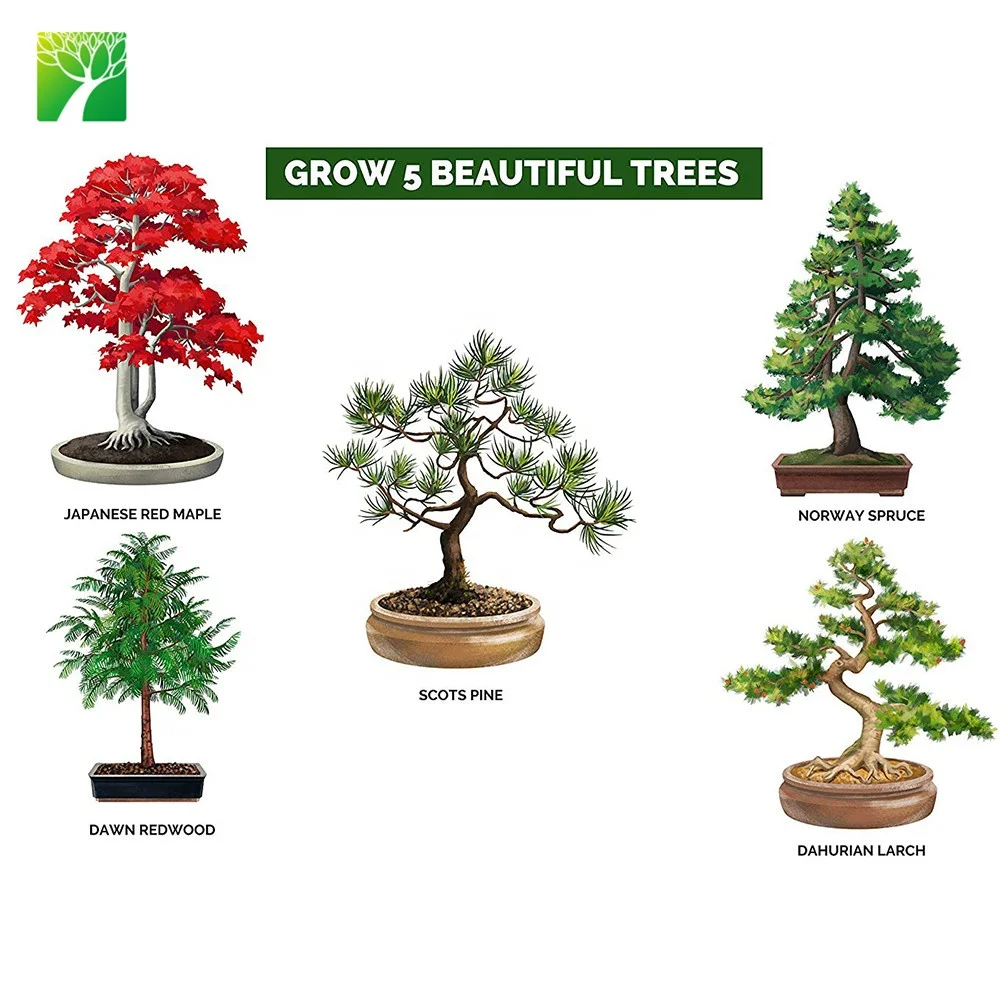 Amazon cheap hot sale real ornamental plants naturally grow chinese bonsai tree kit
