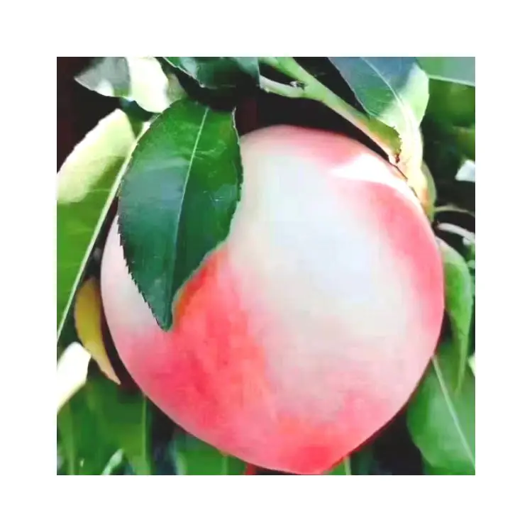 Китайский дизайн, оптовая продажа, фрукты, сладкая Пекин № 7, свежие персики