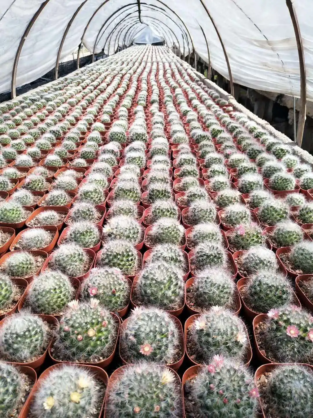 Cheap price gardening  Plants Mammillaria bocasana Kockport decorative Cactus plants for sale