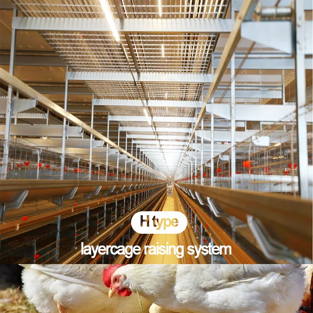 H Type Layer Chicken Cage Poultry Feeding System Poultry Farm House Automatic H Type Layer Chicken Battery Cage