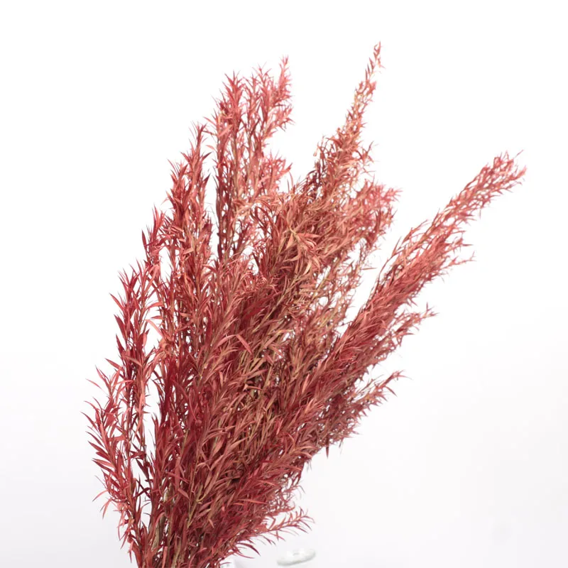 
Wholesale Home Decor Beauty Flowers Dried Preserved Melaleuca Bracteata For Sale 