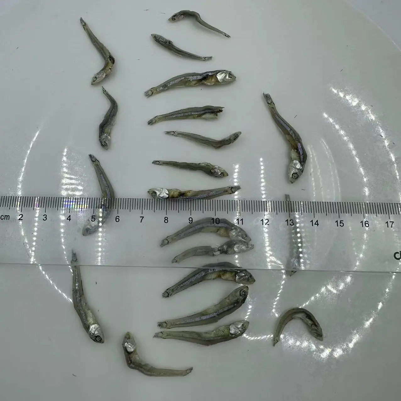 Dried wild Sardinella loniceps whole round with salt  Dried wild Sardine Fish