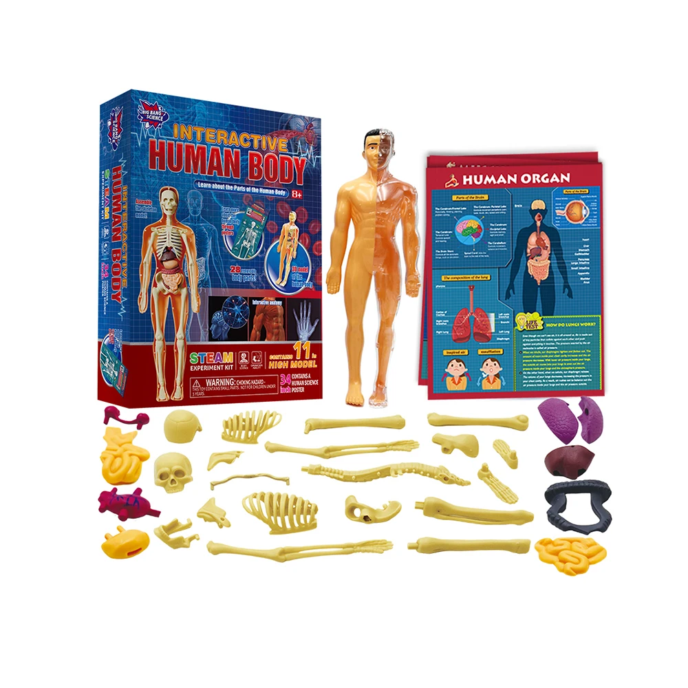 Kid Montessori 3d Puzzle Human Body Anatomy Model Educational Learning Organ Assembled Toy Body Organ Teaching Tool for Children