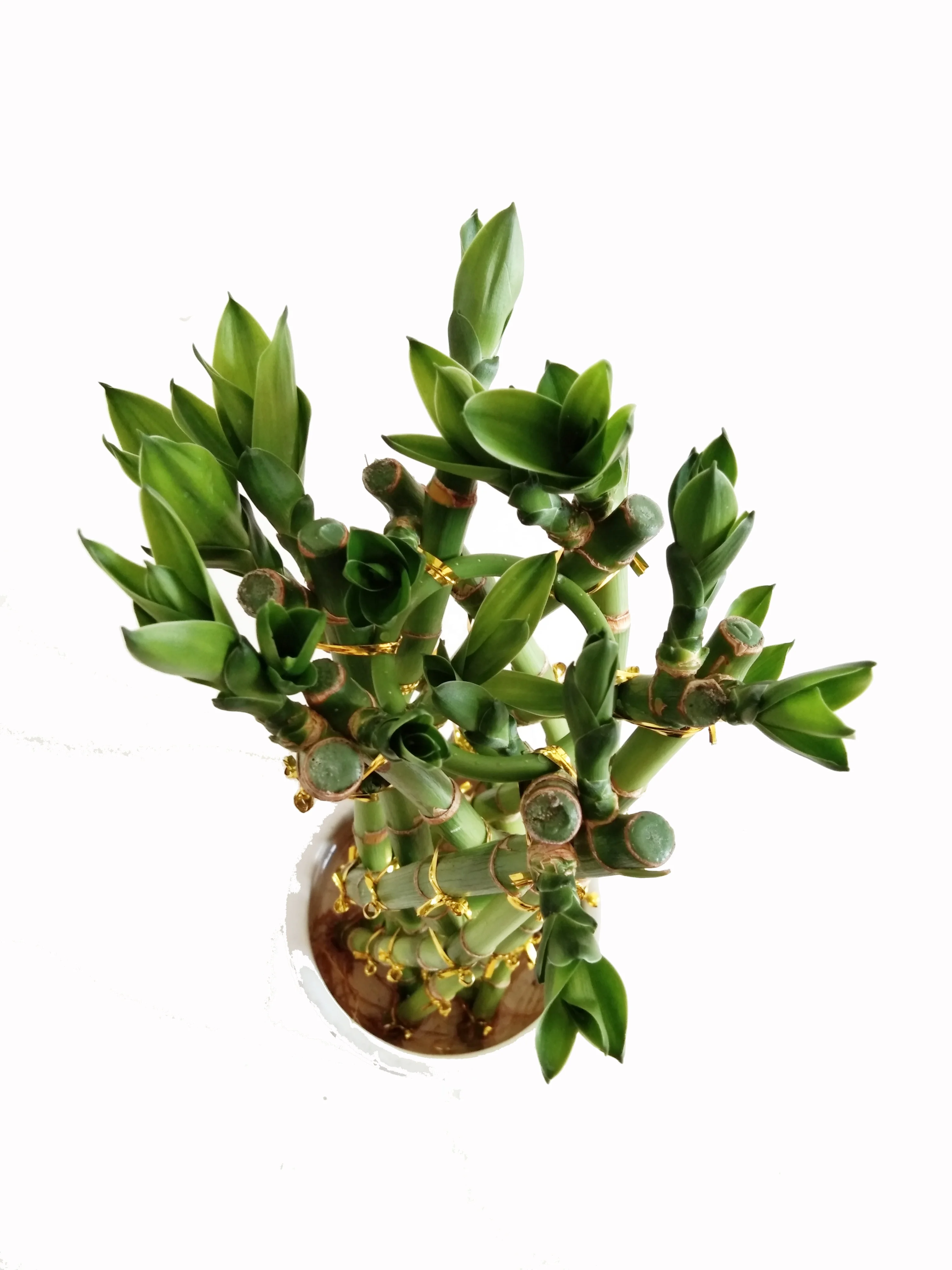 
Green big basket flower style lucky bamboo plant with good quality Zhanjiang 