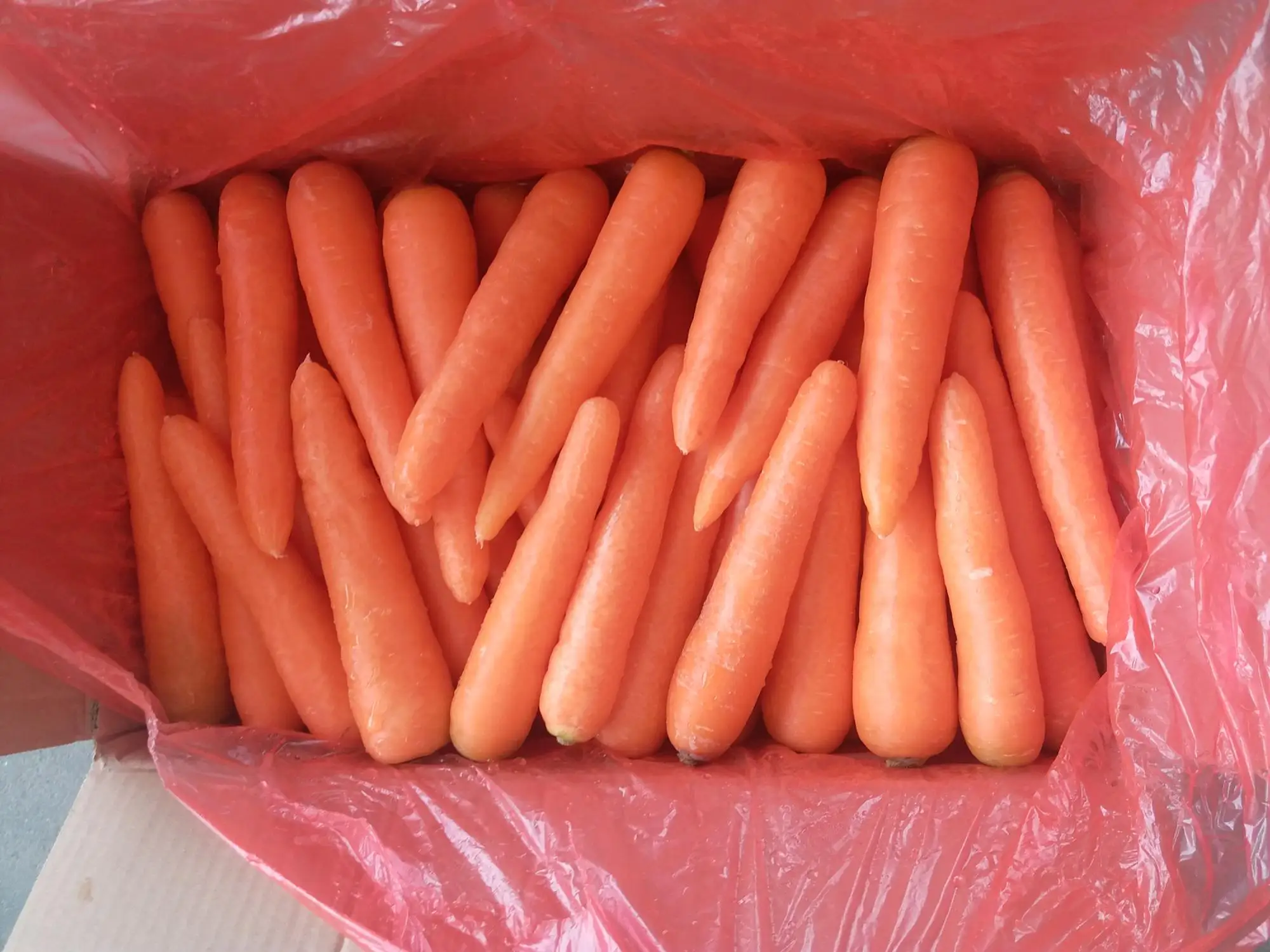 Factory Price New Crop Top Quality Low Price Fresh Carrots