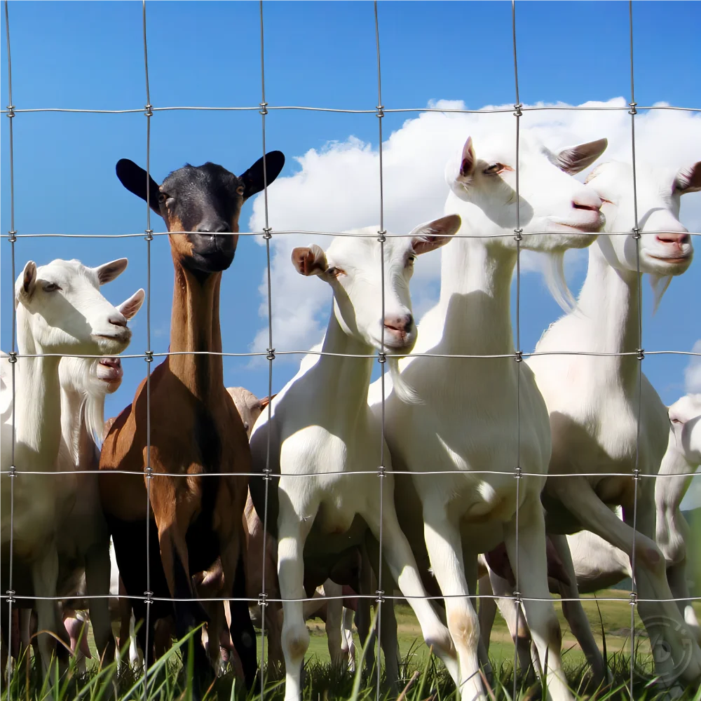 High Quality Farm Fence Livestock Sheep Goat Fence Wire Mesh Fence