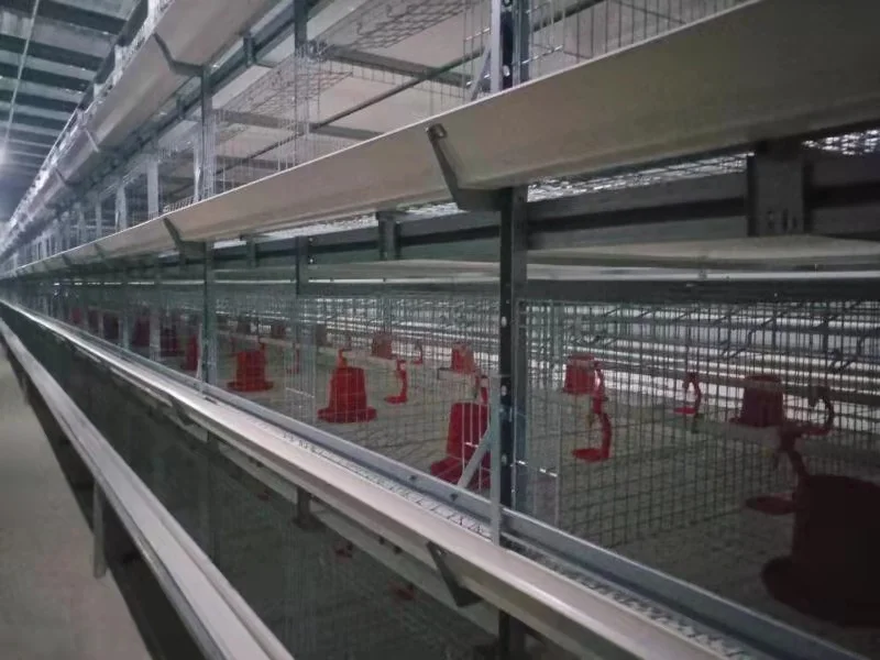 Cheap Price Chicken House Layer Used Farm Poultry Breeding Special Cages