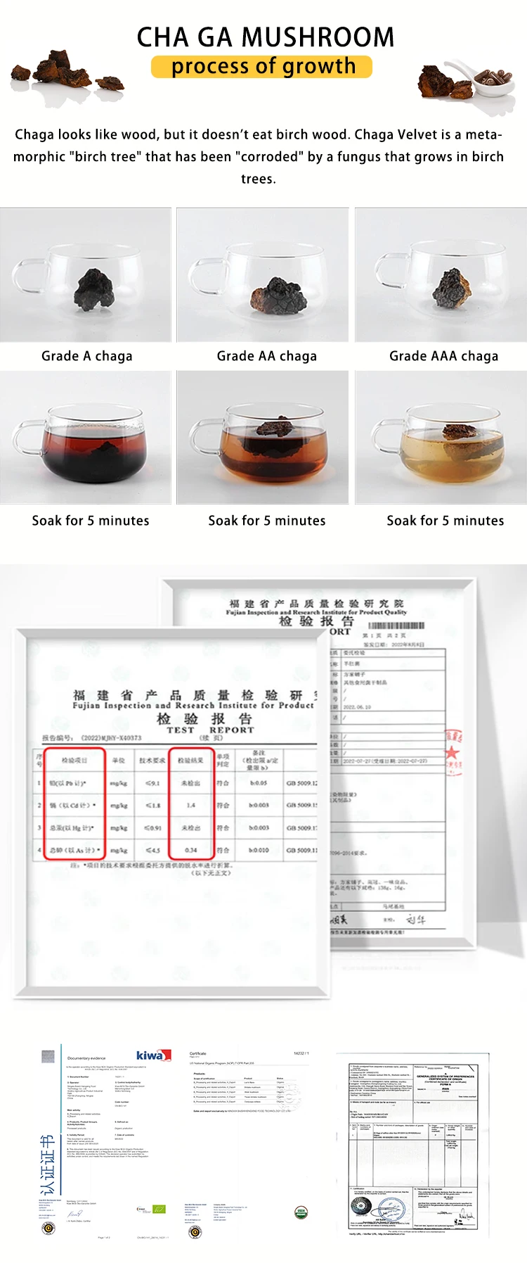 High Quality Birch mushroom Ganoderma lucidum cultivate wild Black Lingzhi Brown Hole Chaga Siberian Lingzhi