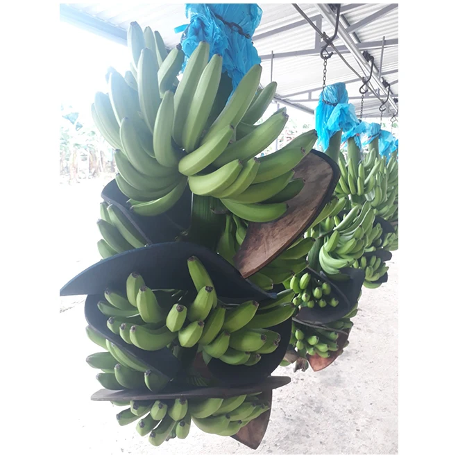 Wholesale Fresh Premium Banana - High Quality, Best Price, Directly from Producers in Mexico from MX