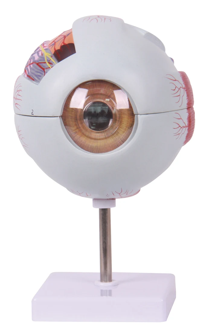 human eyeball anatomical anatomy model
