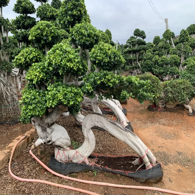 
Tropics Tree dragon ficus bonsai banyan tree bonsai China 