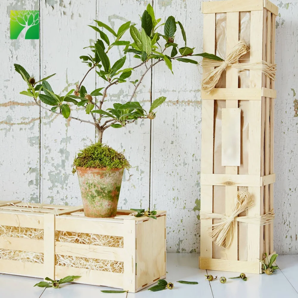 
Уникальный ягодами мушмулы, редких фруктовое дерево подарок фруктовых деревьев рассада с деревянной коробкой 