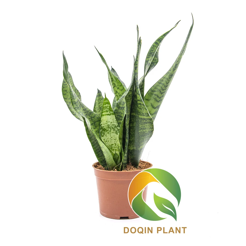 Искусственная Sansevieria искусственная змея пластиковое растение