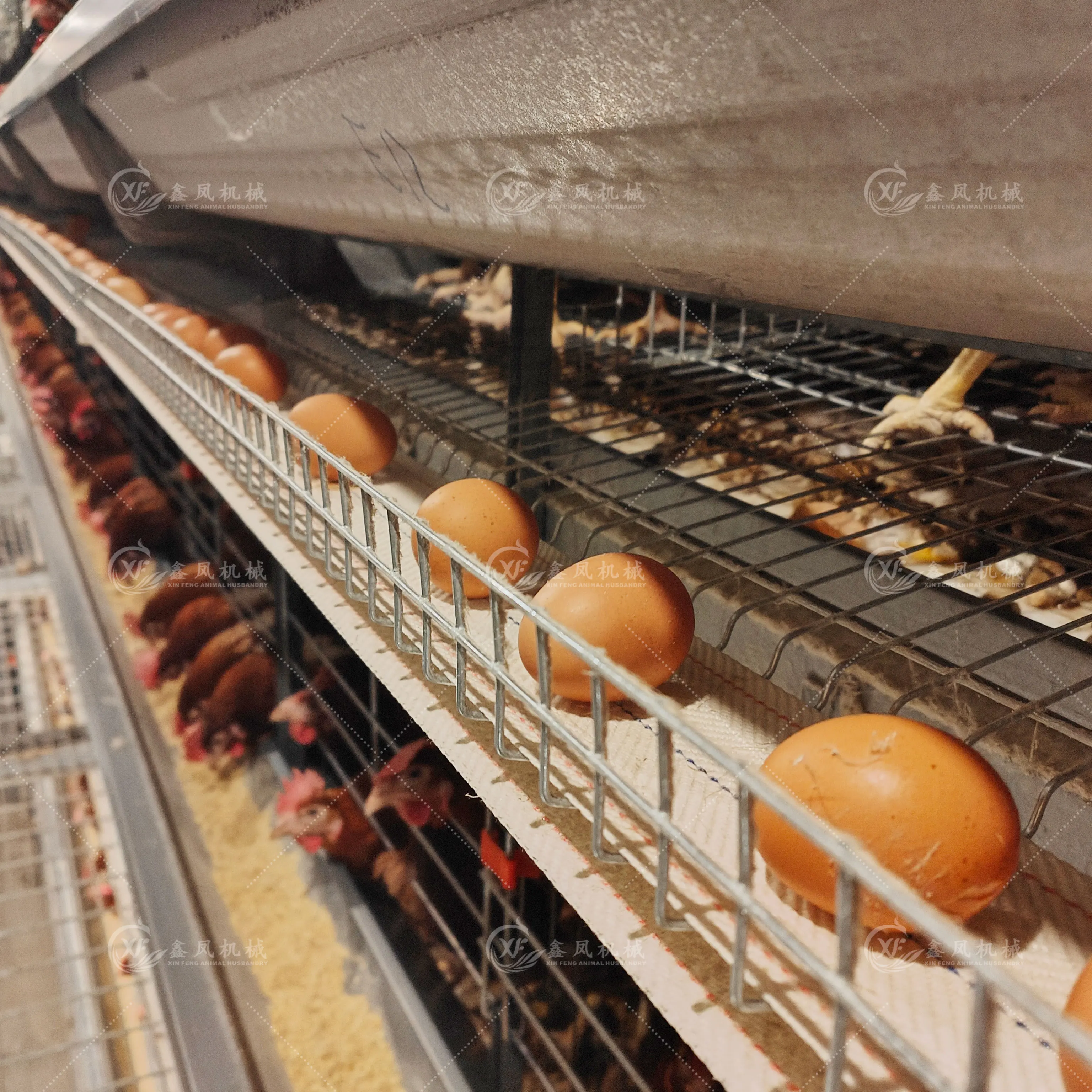Poultry Farm Equipment 3 Tiers 8 Tiers Full Automatic Chicken Layer Battery Cage for Egg Laying Hens