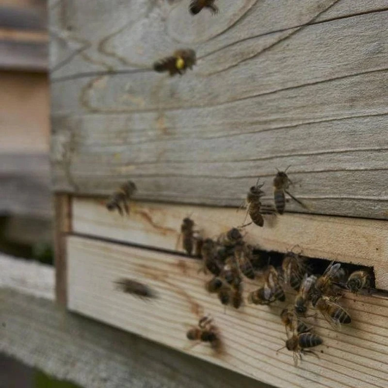 Beekeeping Supplies Control Ventilation and Keep Out Honey Robbers Wood Bee Hive Entrance Reducer for Beekeeping