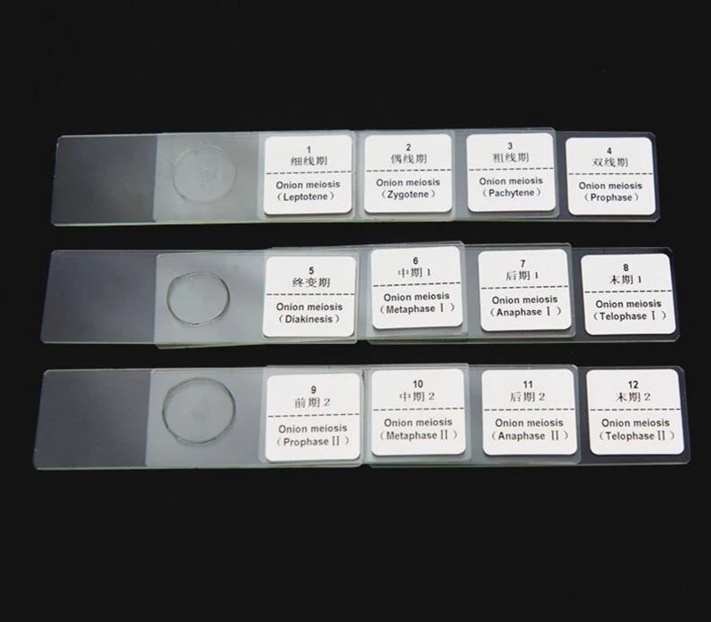 12 Pieces Onion Anther Meiosis Microscope Slide Plant Onion Meiosis Slides Set For Laboratory