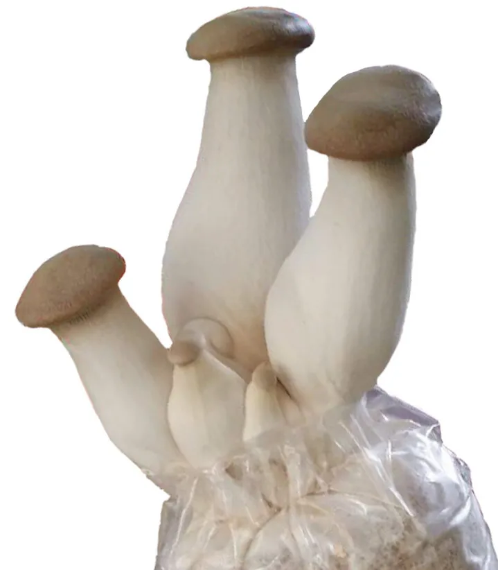 wholesale King Oyster Mushroom seed for mushroom farm