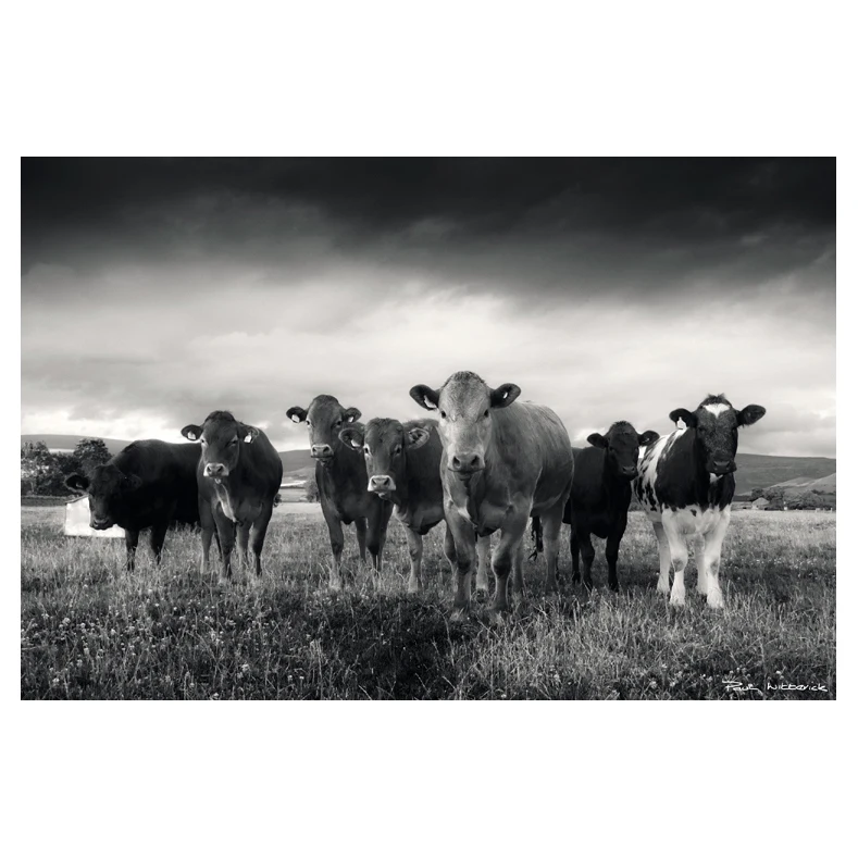 
Animal photographic prints modern art canvas painting and calligraphy Horse eyes zebra cat in curiosity cows 