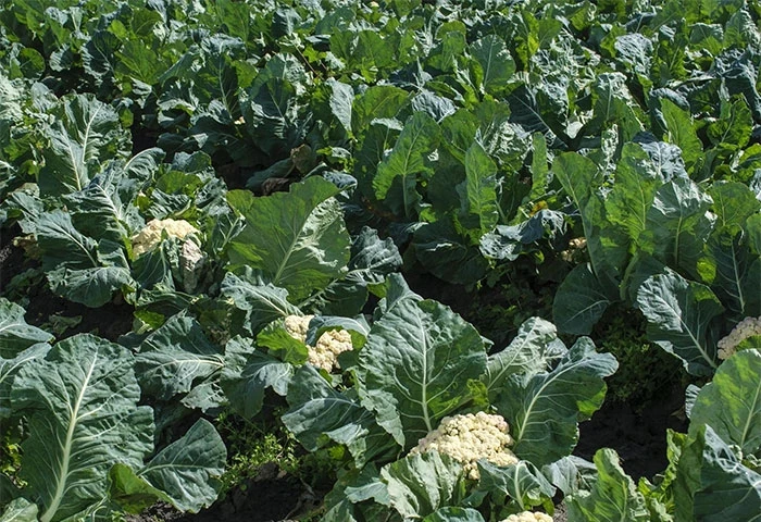 Wholesale Cauliflower Best Price High Quality Vegetables Healthy Cauliflower From Vietnamese