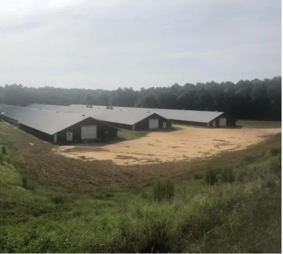 Fully Automatic Steel Structure Complete Poultry and Layer Farming Broiler Chicken Houses