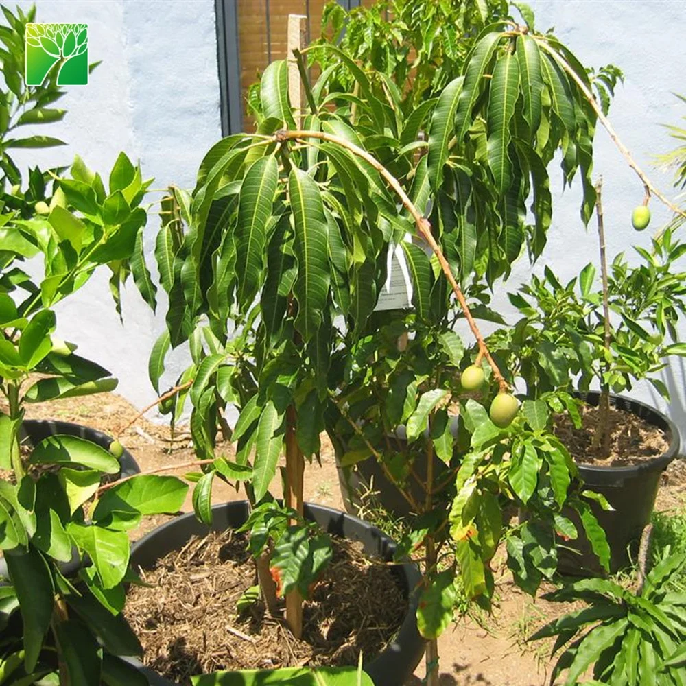 Горячая Распродажа, семена частого полива фруктов, саженцы ацтинидии китайской киви