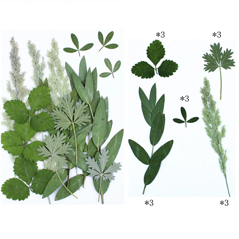 Pressed Real Leaves Dried Flowers Embossed For Handmade Materials Plant Specimens Frame Decorative Painting