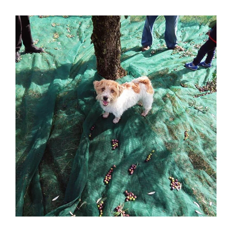 High Quality Low Price Green Color Fruits Collecting Netting Olive Nets Harvest Nets