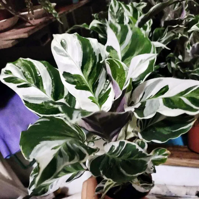 Оптовая продажа белое комнатное Горшечное зеленое растение Calathea Fusion для детской