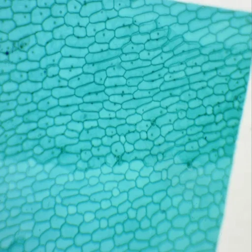 Botany Slides Microscope Slides 100pcs Teaching Resources Medical Science Prepared Slides  Botany Educational