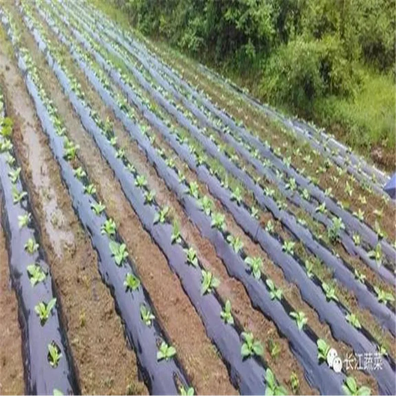 greenhouse white  plastic mulch cover / agricultural farming soil silver and black mulch film for strawberry