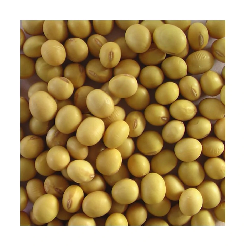 
Best Price Superior Quality Cheap Wholesale Soybeans Organic Yellow Soybeans 