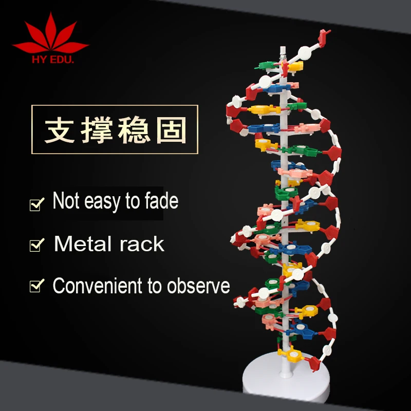 Best selling Component of DNA double helix model