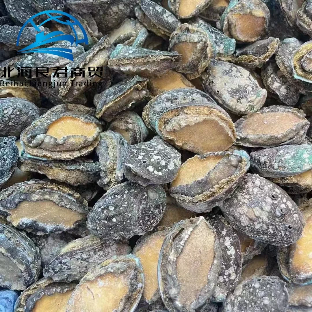 Wholesale new seafood products from China nutritious and delicious abalone food frozen seasonal plate haliotis discus hannai