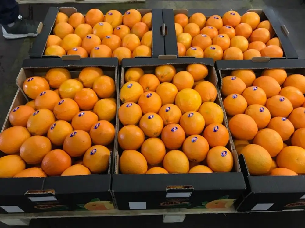 Замороженный свежий мандарин цитрусовый апельсин оптом