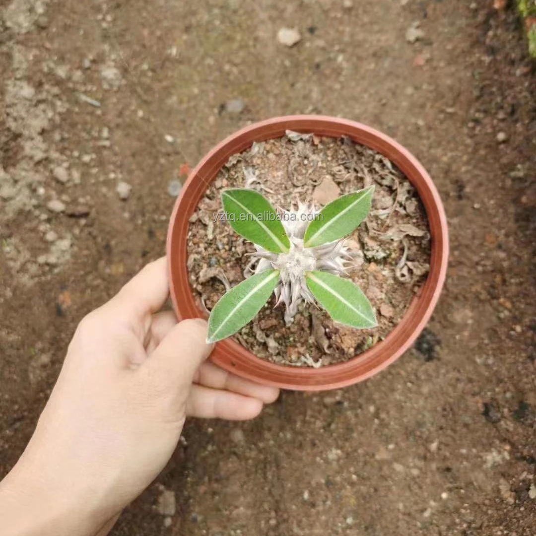 Wholesale cactus rare plants real cacti Pachypodium densiflorum live plant Thailand succulent nursery live plant