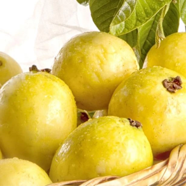 
High Quality Fresh Guava 