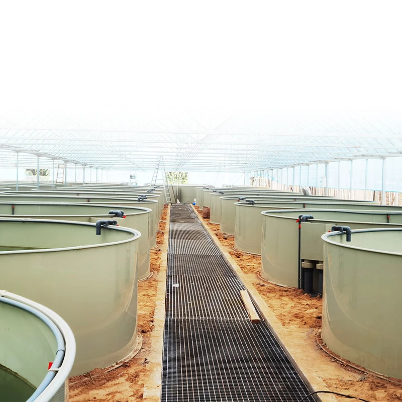 Ewater aquaculture tilapia farming system indoor RAS Cobia Fish Project in Australia